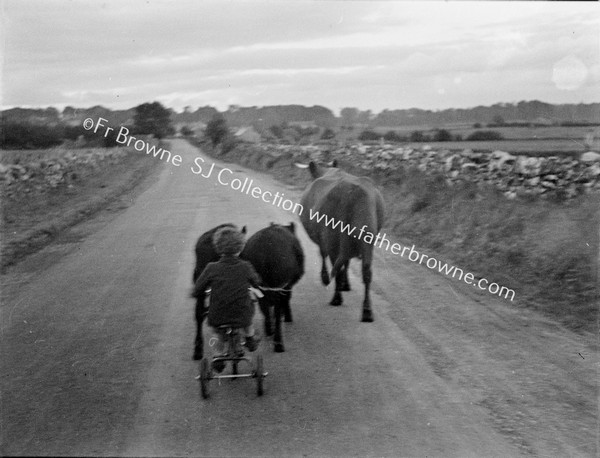 CHILD ON TRIKE DRIVING COWS